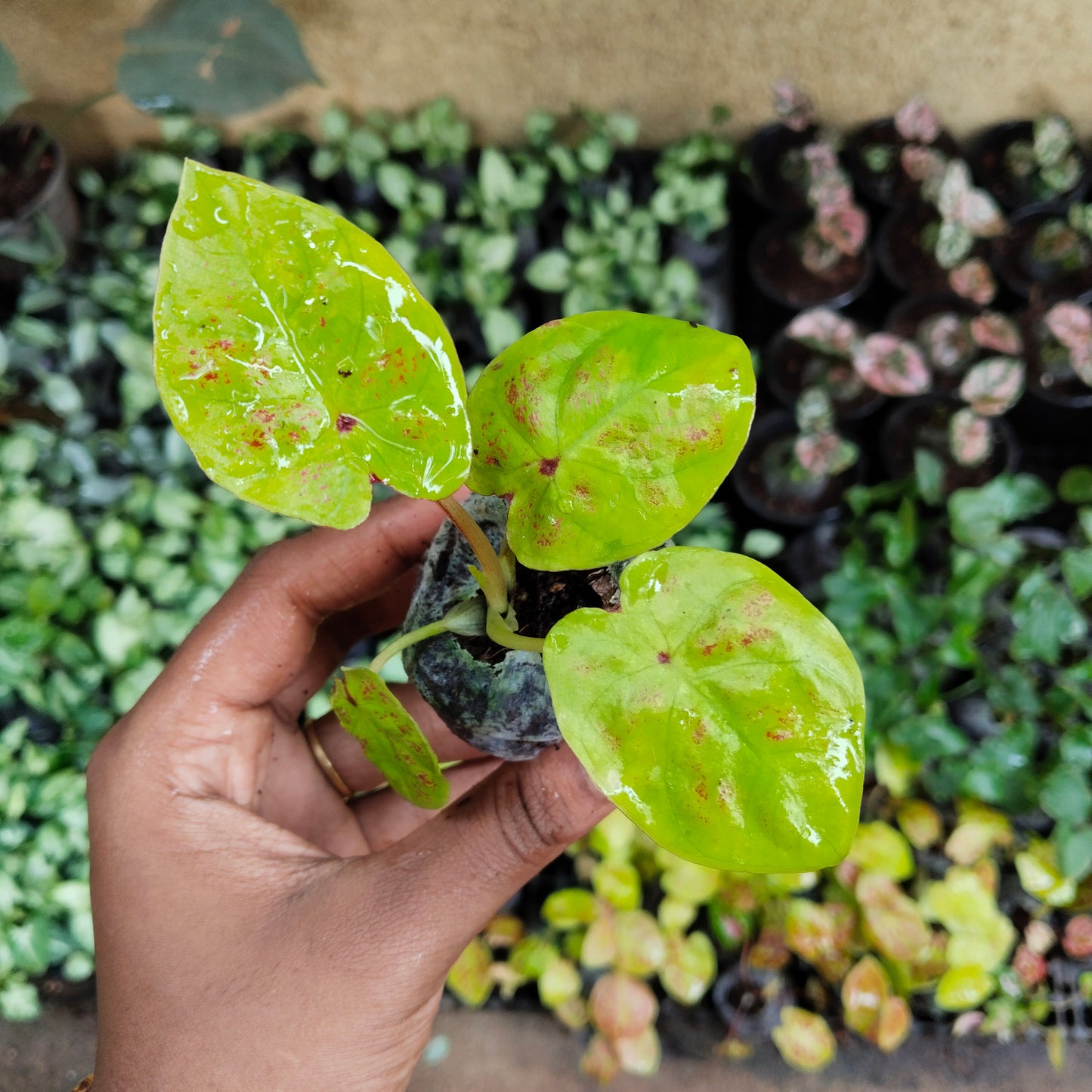 Caladium Combo - Bud Bicolour & New Wave