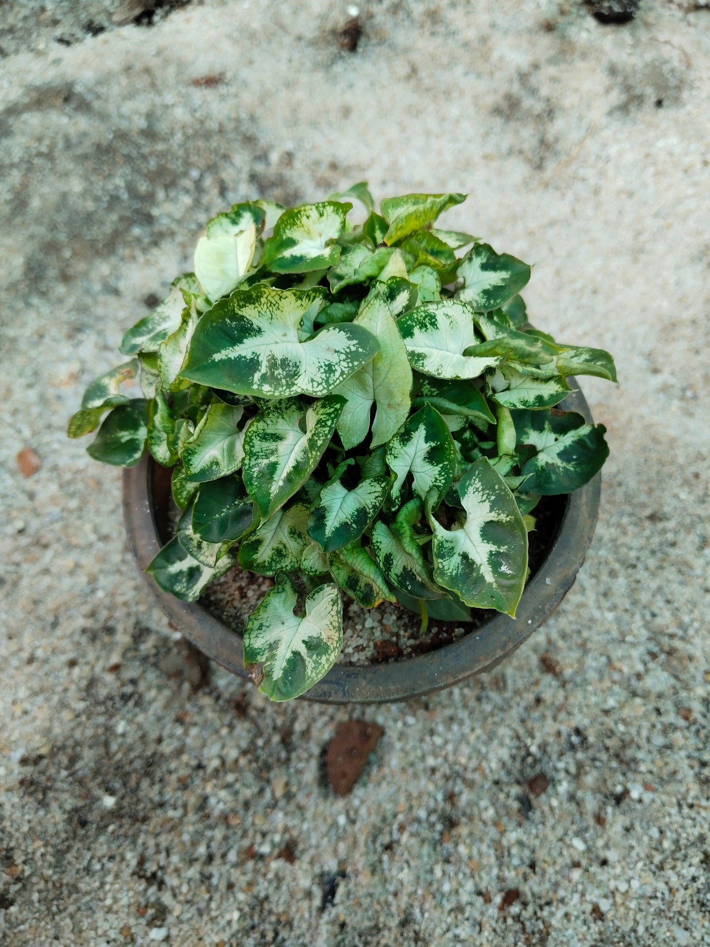 Syngonium podophyllum