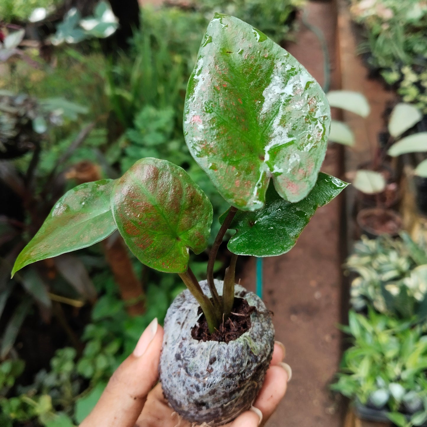 Caladium Bud Bicolour