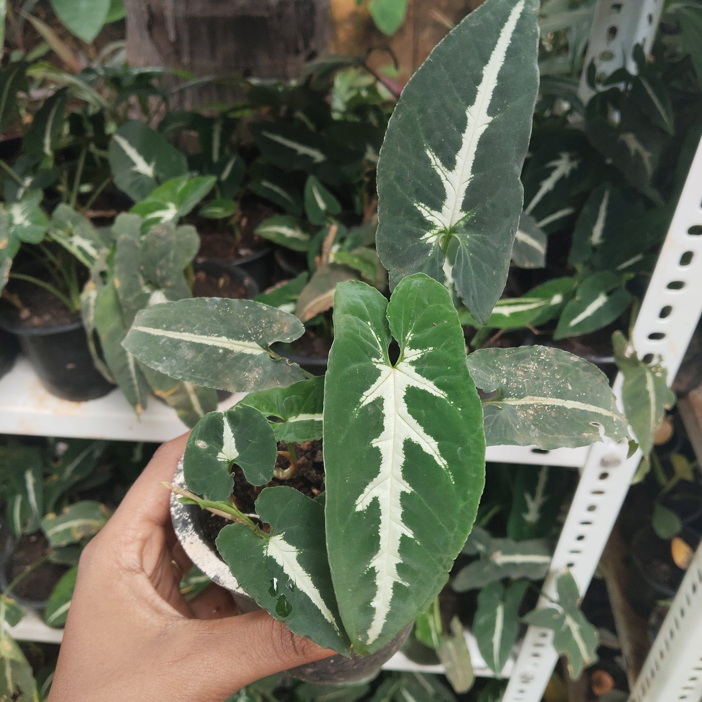 Syngonium wendlandii