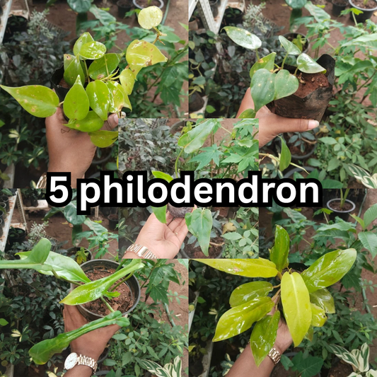 5 Philodendron Combo
