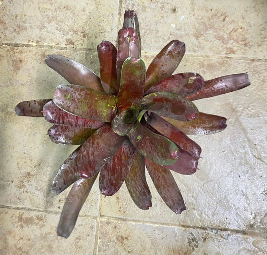 Bromeliad