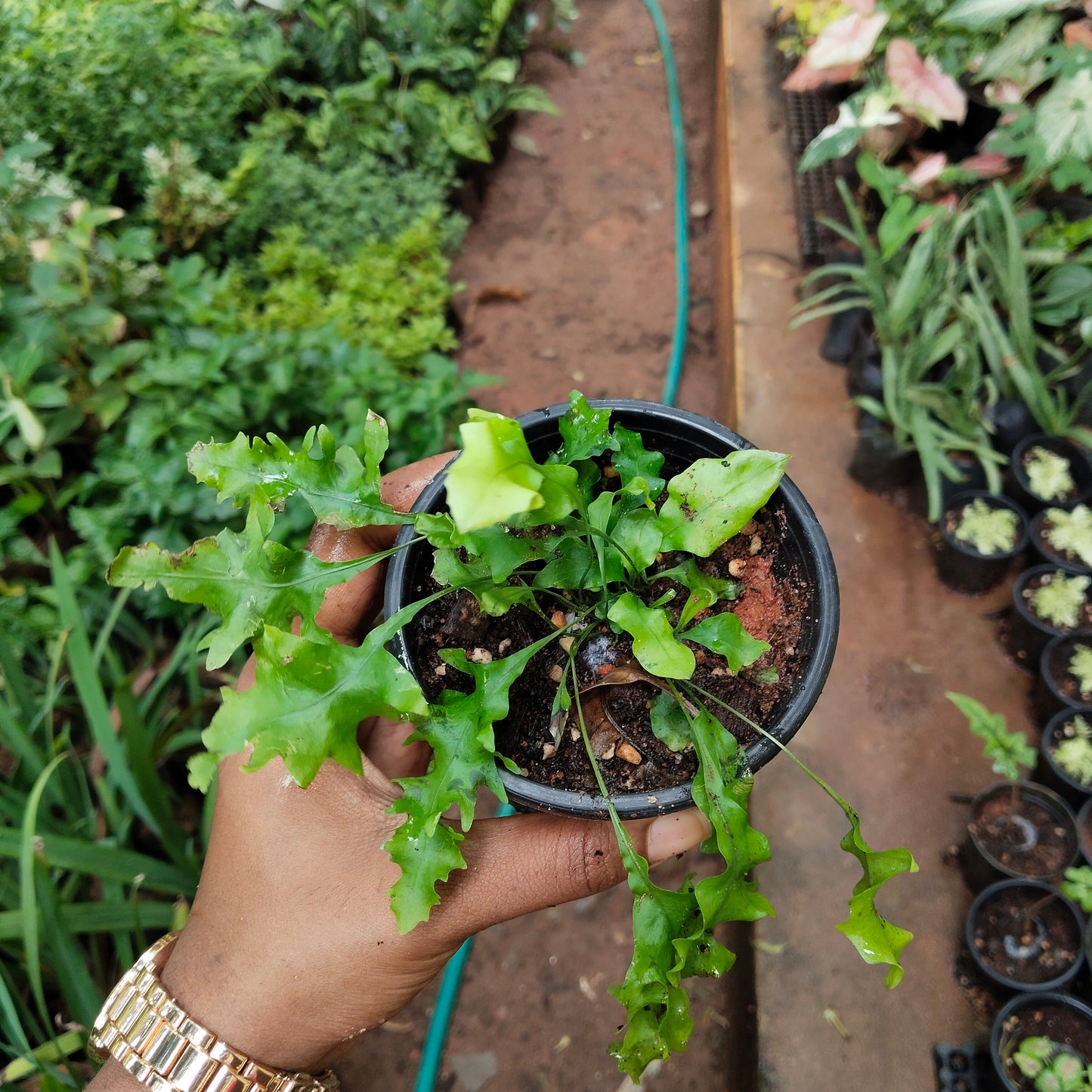 Hawaiian Sunshine Fern