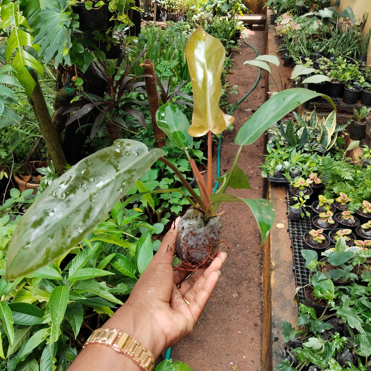 Philodendron Florida Bronze