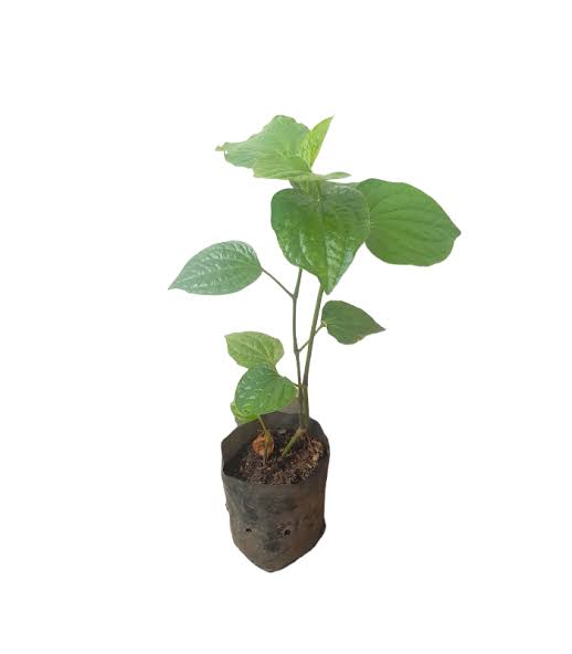 Long Pepper / Thippili