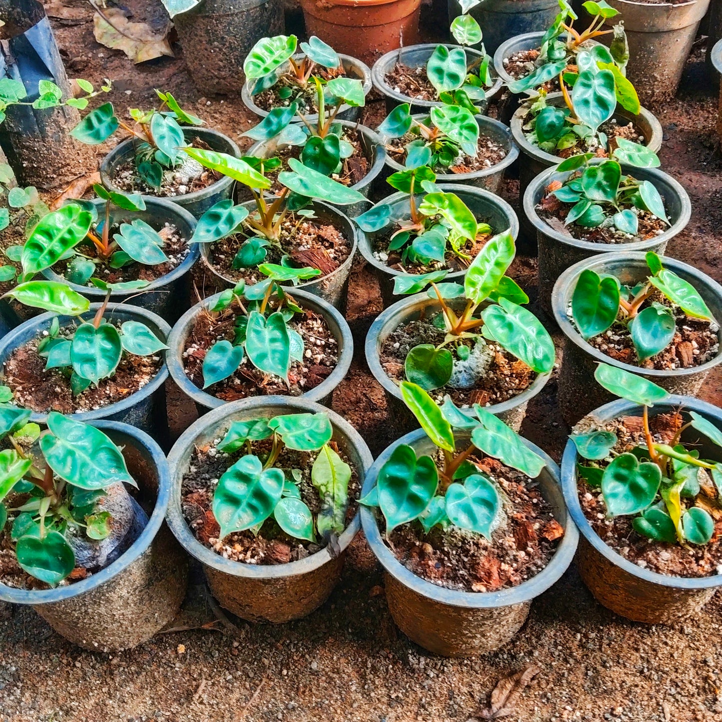 Philodendron billietiae