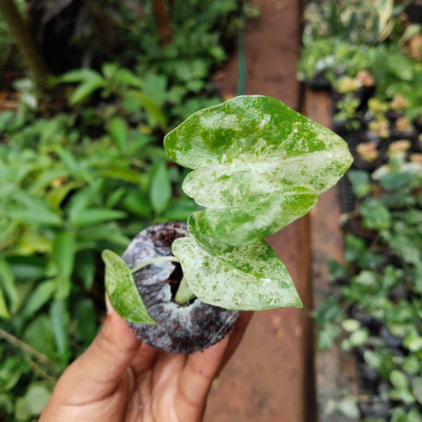 Alocasia Odara Batik Variegated