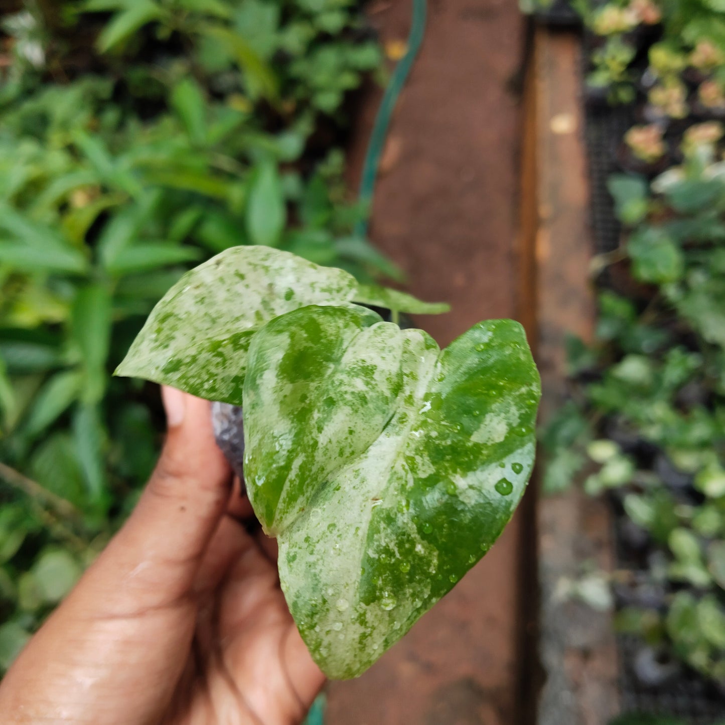 Alocasia Odara Batik Variegated