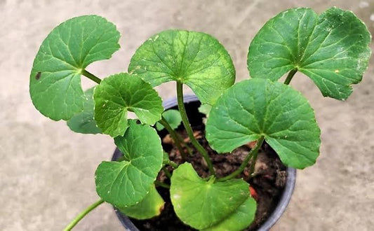 Vallarai Plant/ Centella asiatica