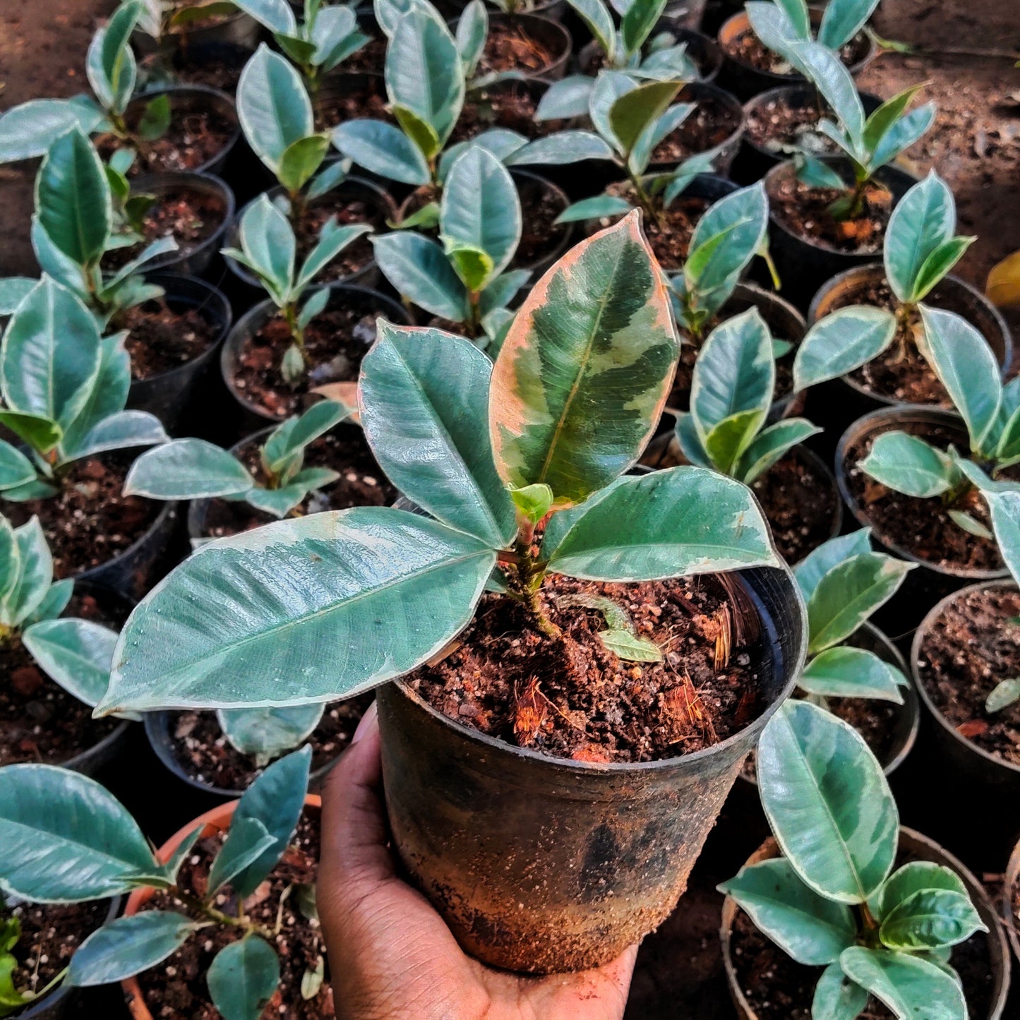 Ficus Tineke Rubber Plant