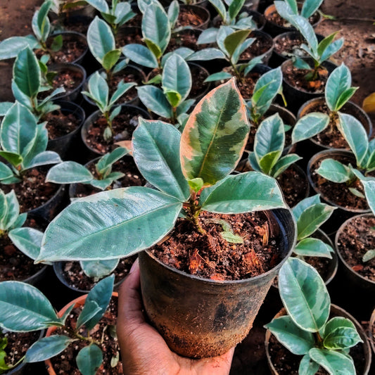 Ficus Tineke Rubber Plant