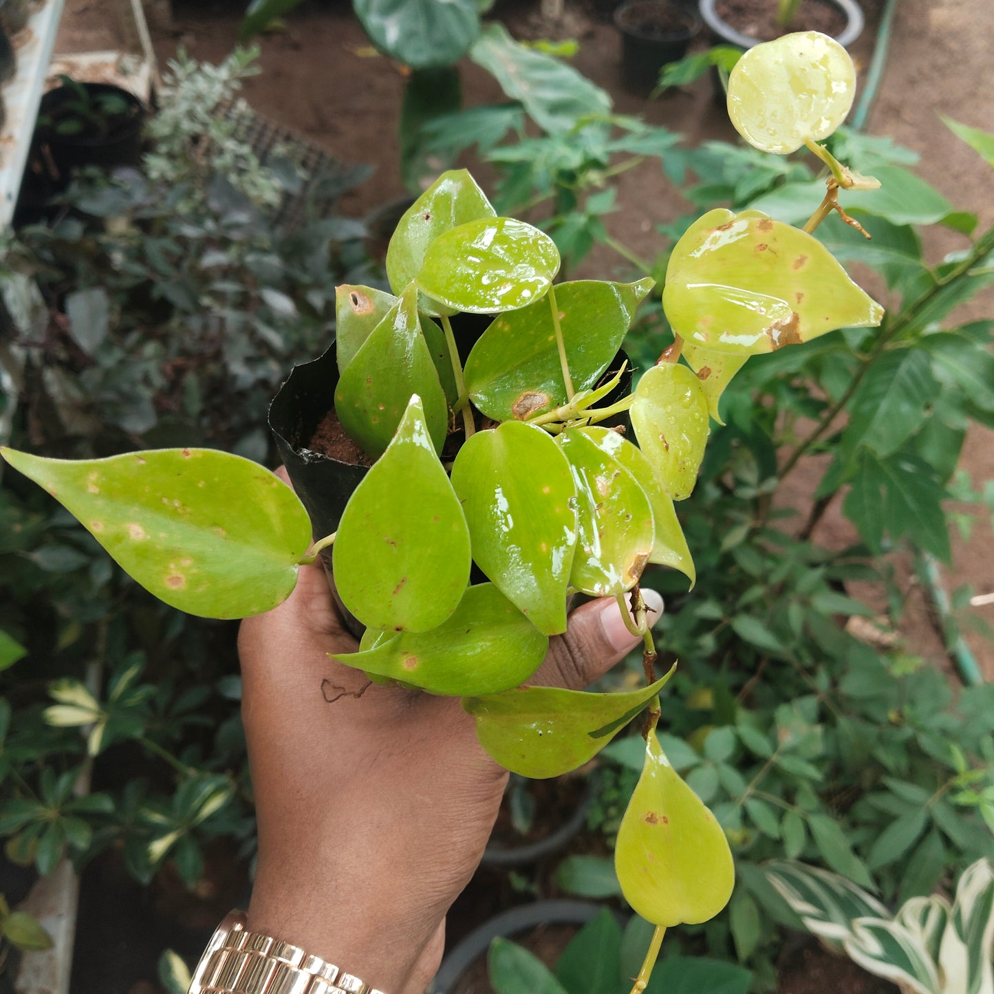 5 Philodendron Combo