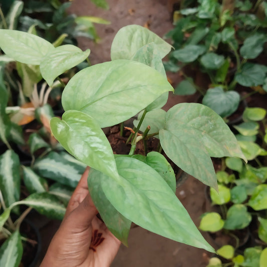 Epipremnum pinnatum cebu blue