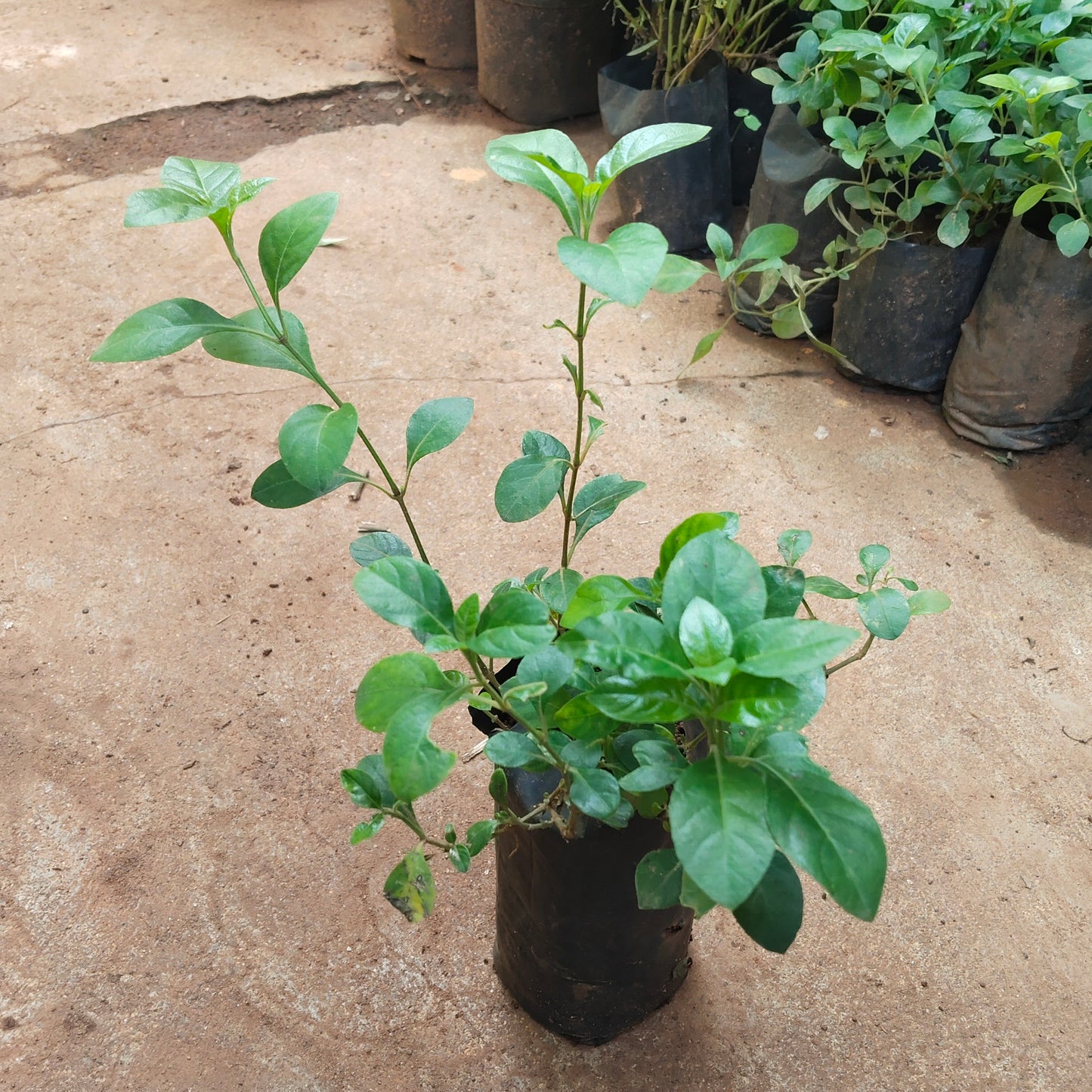 Creeping December Plant/Barleria Red December plant