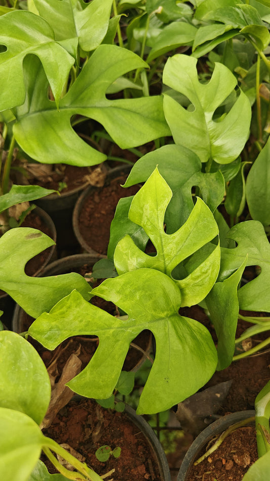 Rhaphidophora tetrasperma