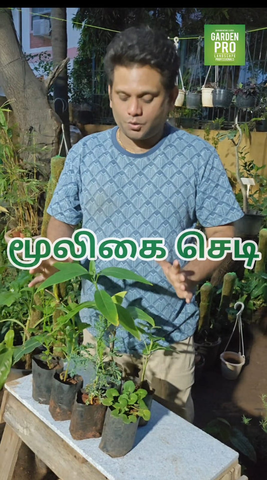 200 rupees herbal plant combo