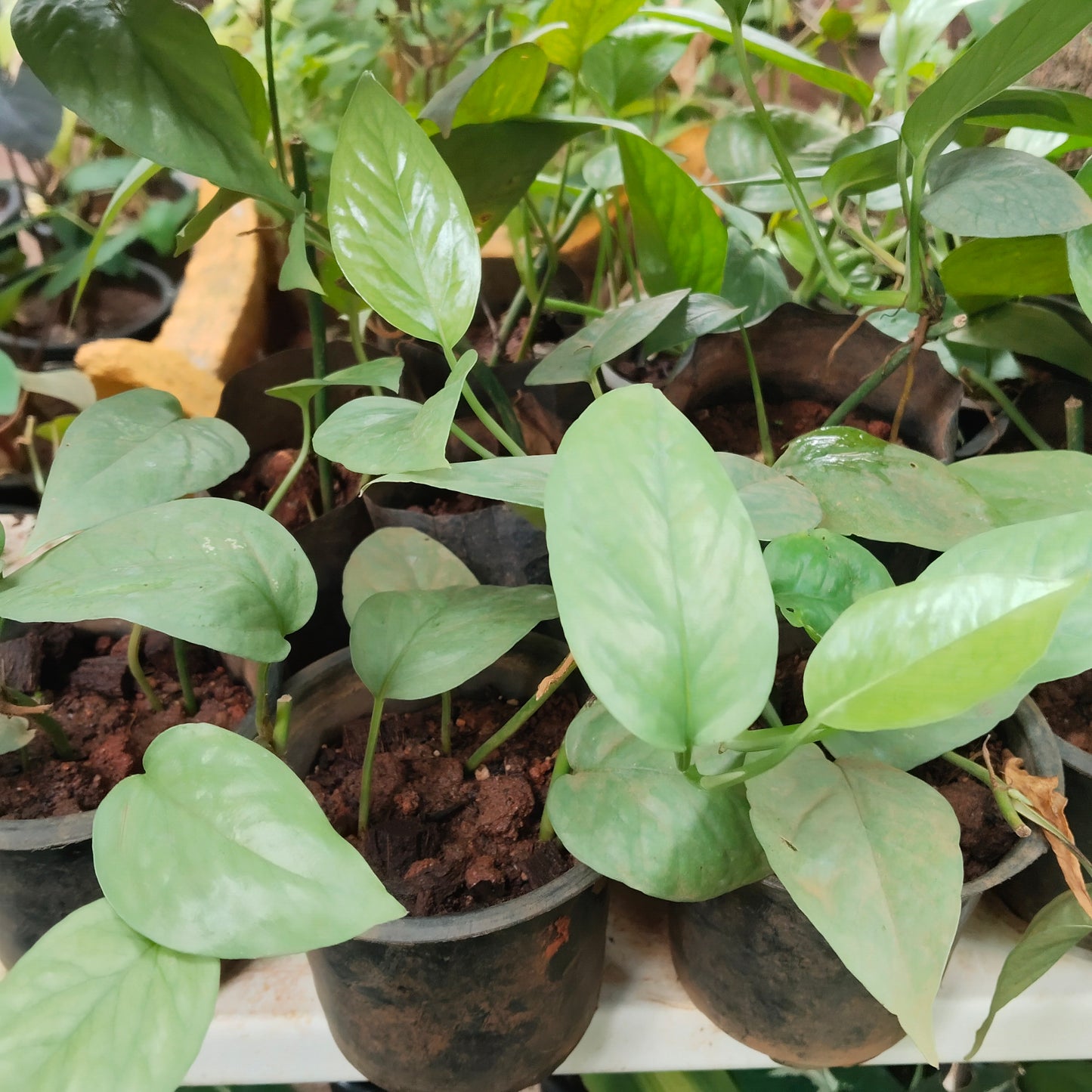 Epipremnum pinnatum cebu blue