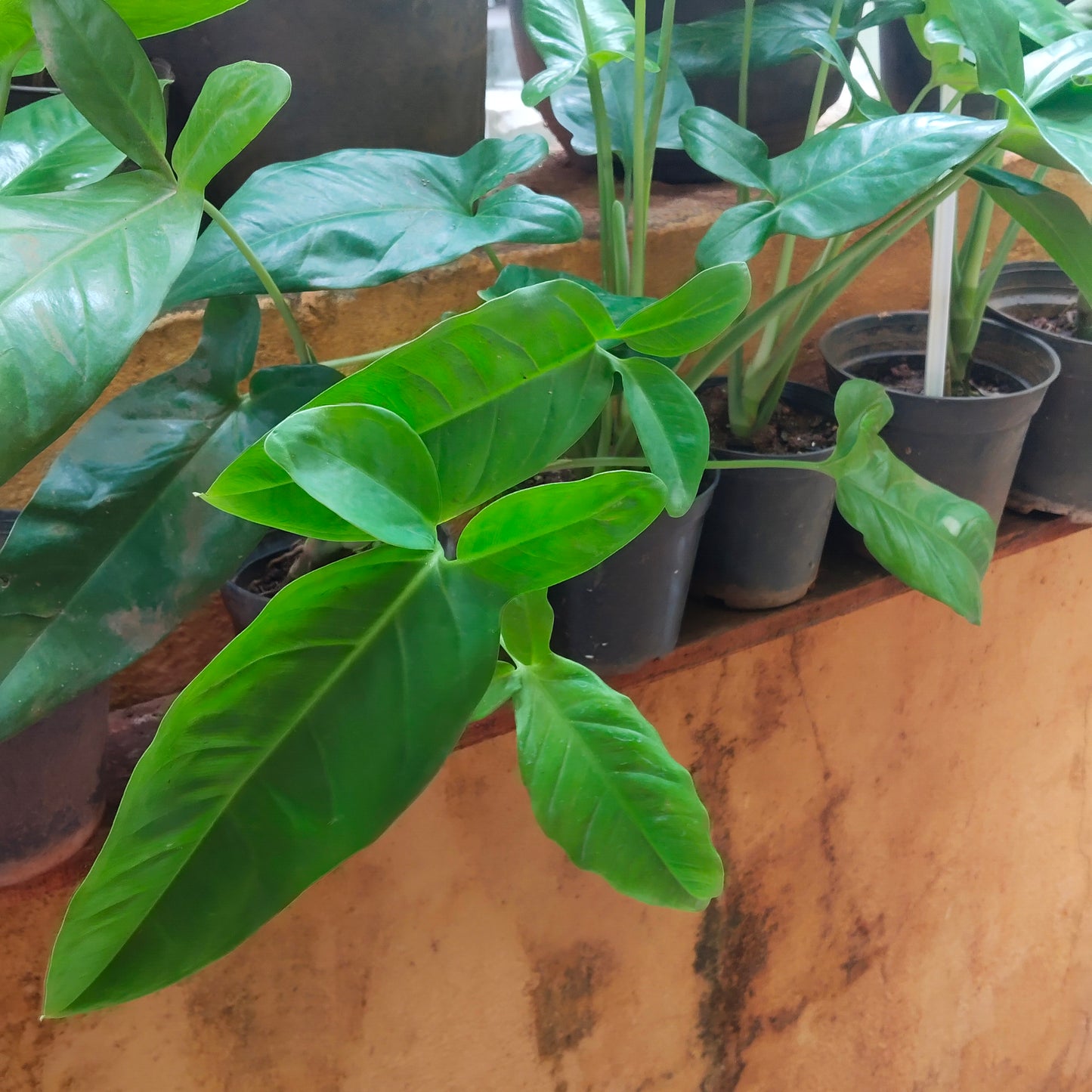 Syngonium Micky Mouse