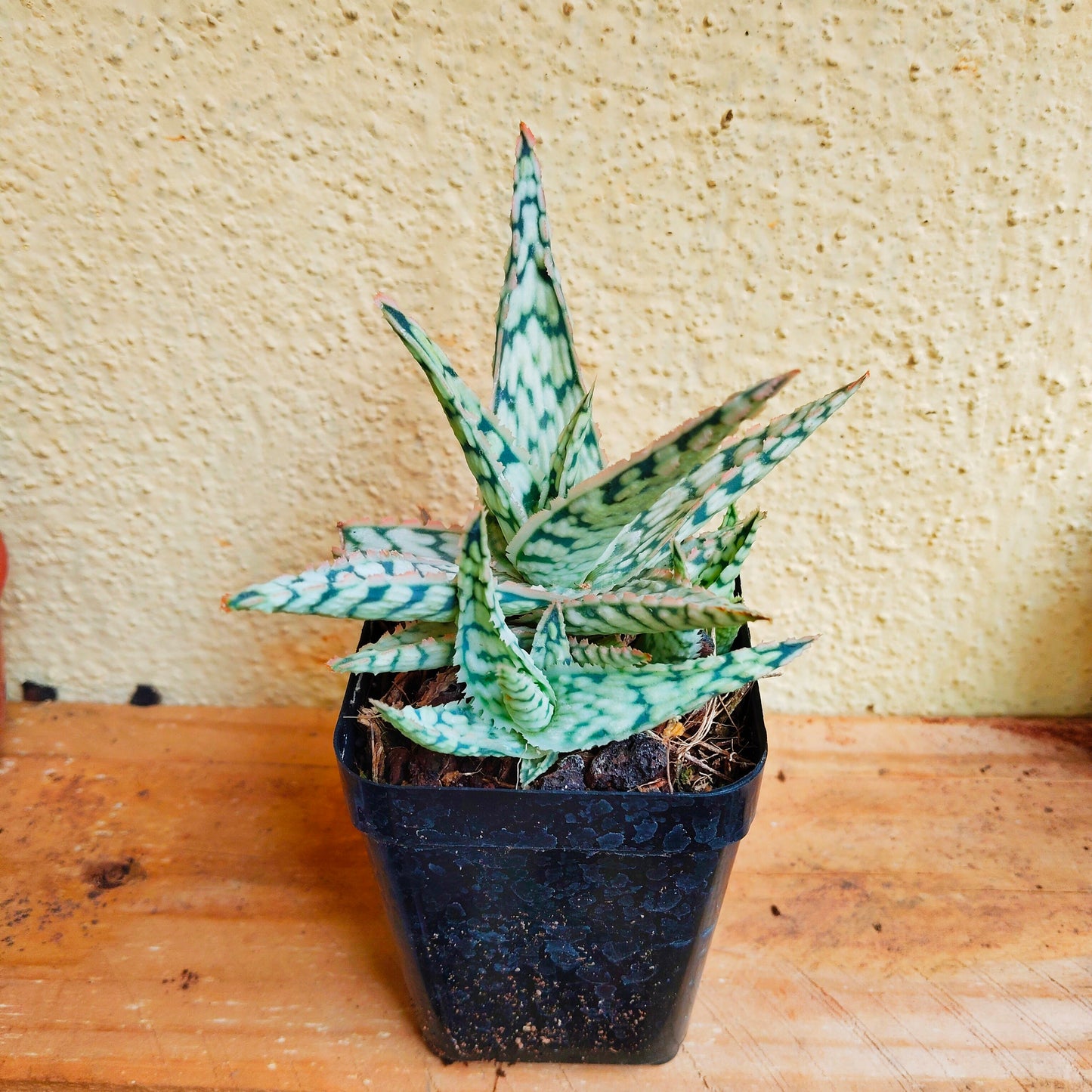 Aloe Snow storm Cactus