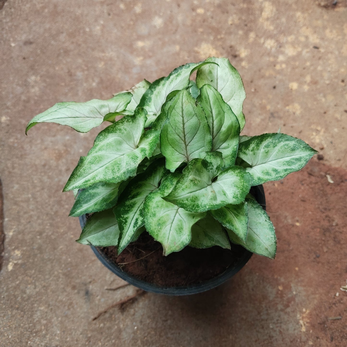 Syngonium Pixie