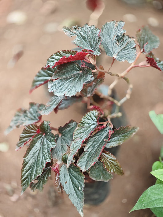 Angel wing begonia