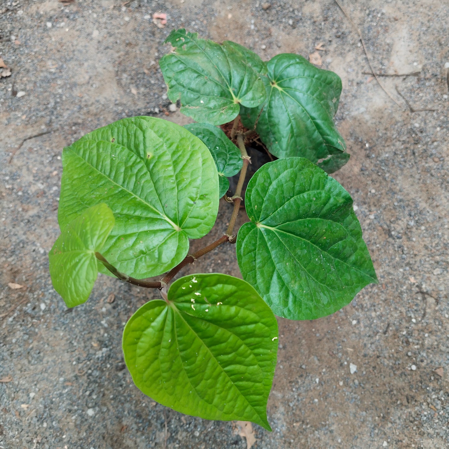 Summer Medicinal Plants Combo