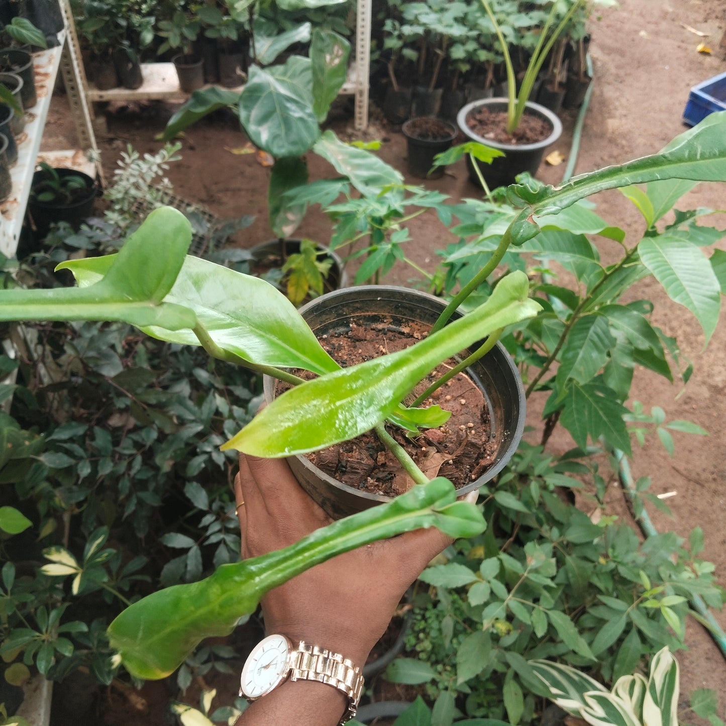 5 Philodendron Combo