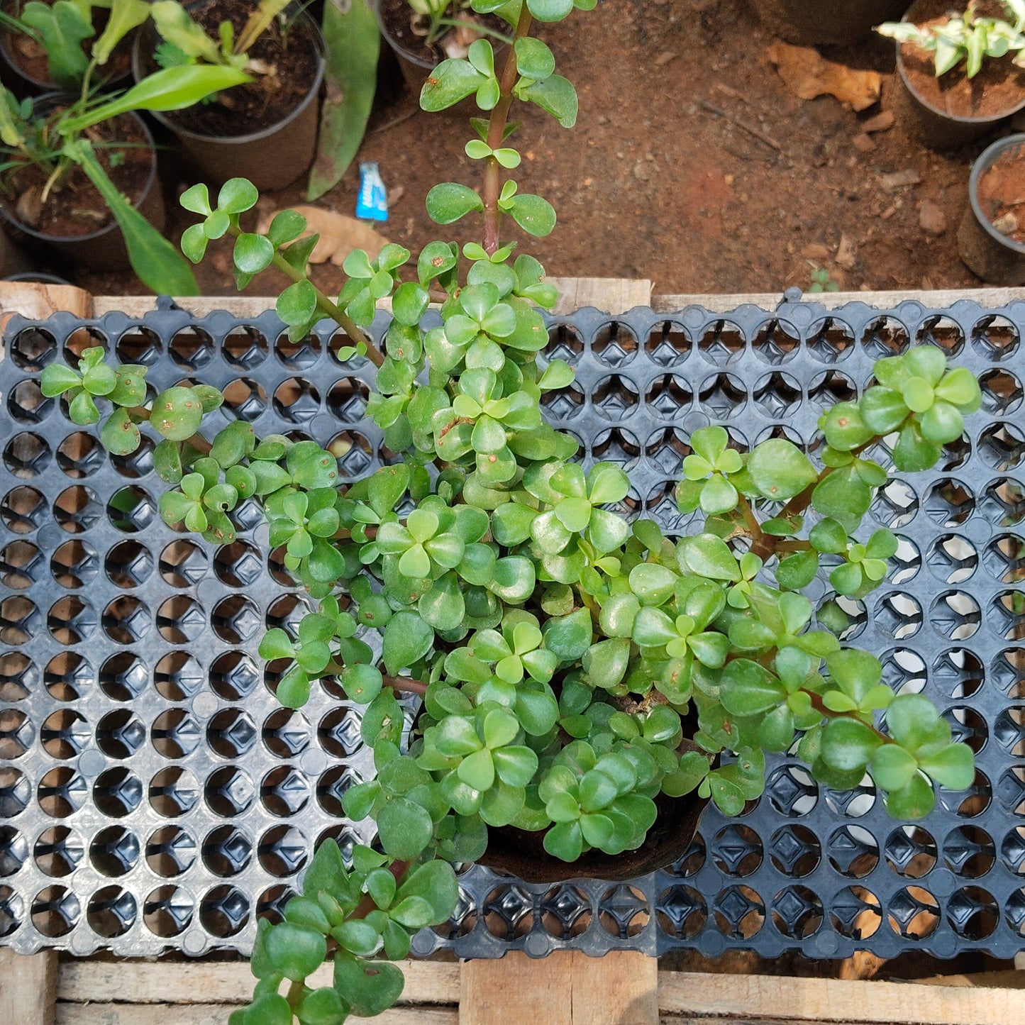 Jade Plant
