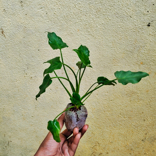 Philodendron Xanadu Green