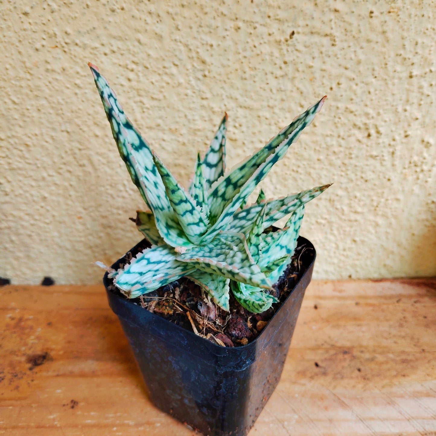 Aloe Snow storm Cactus