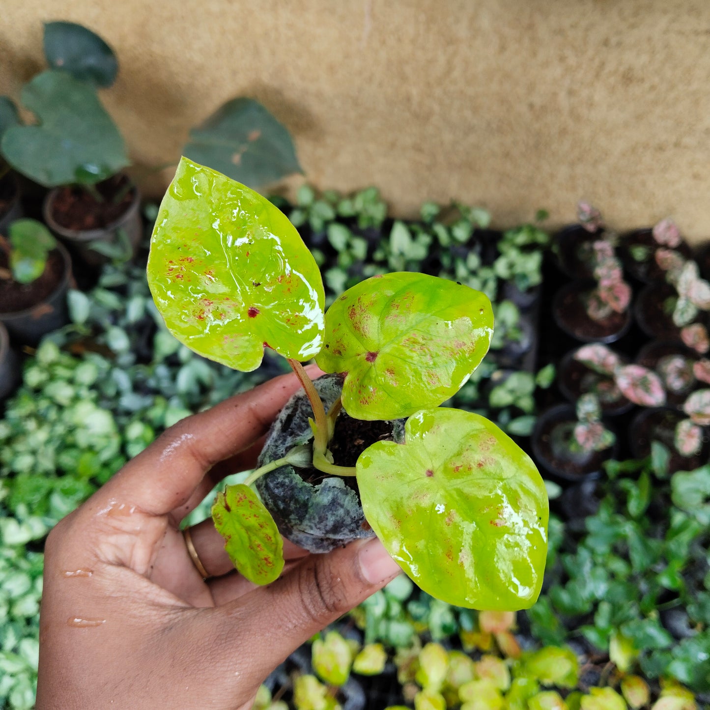 Caladium Combo - Bud Bicolour & New Wave