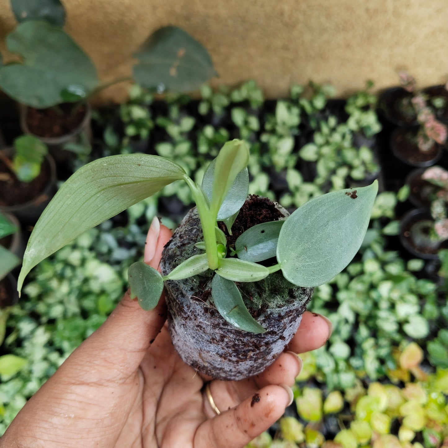 Philodendron martianum Fat Boy