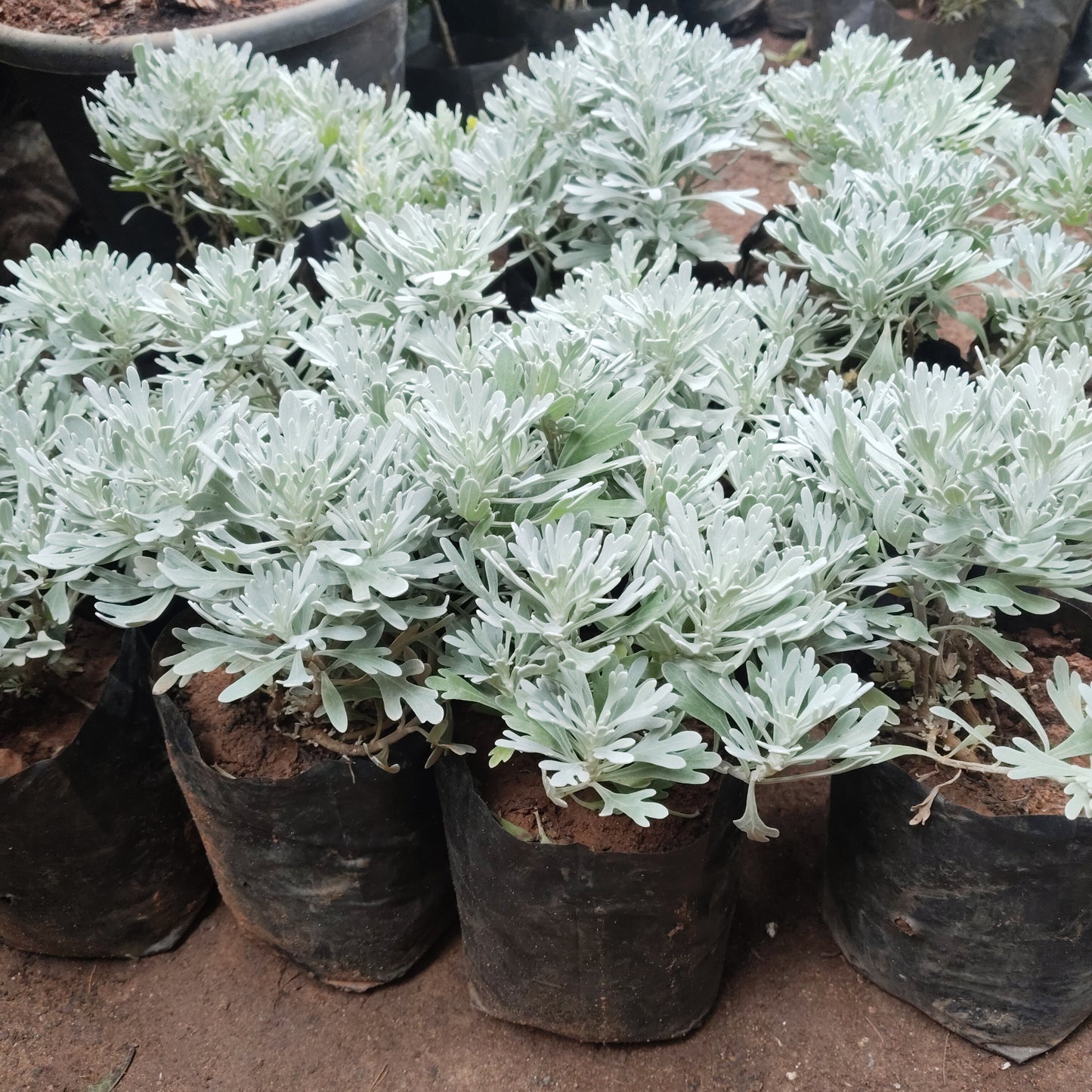 Artemisia stelleriana