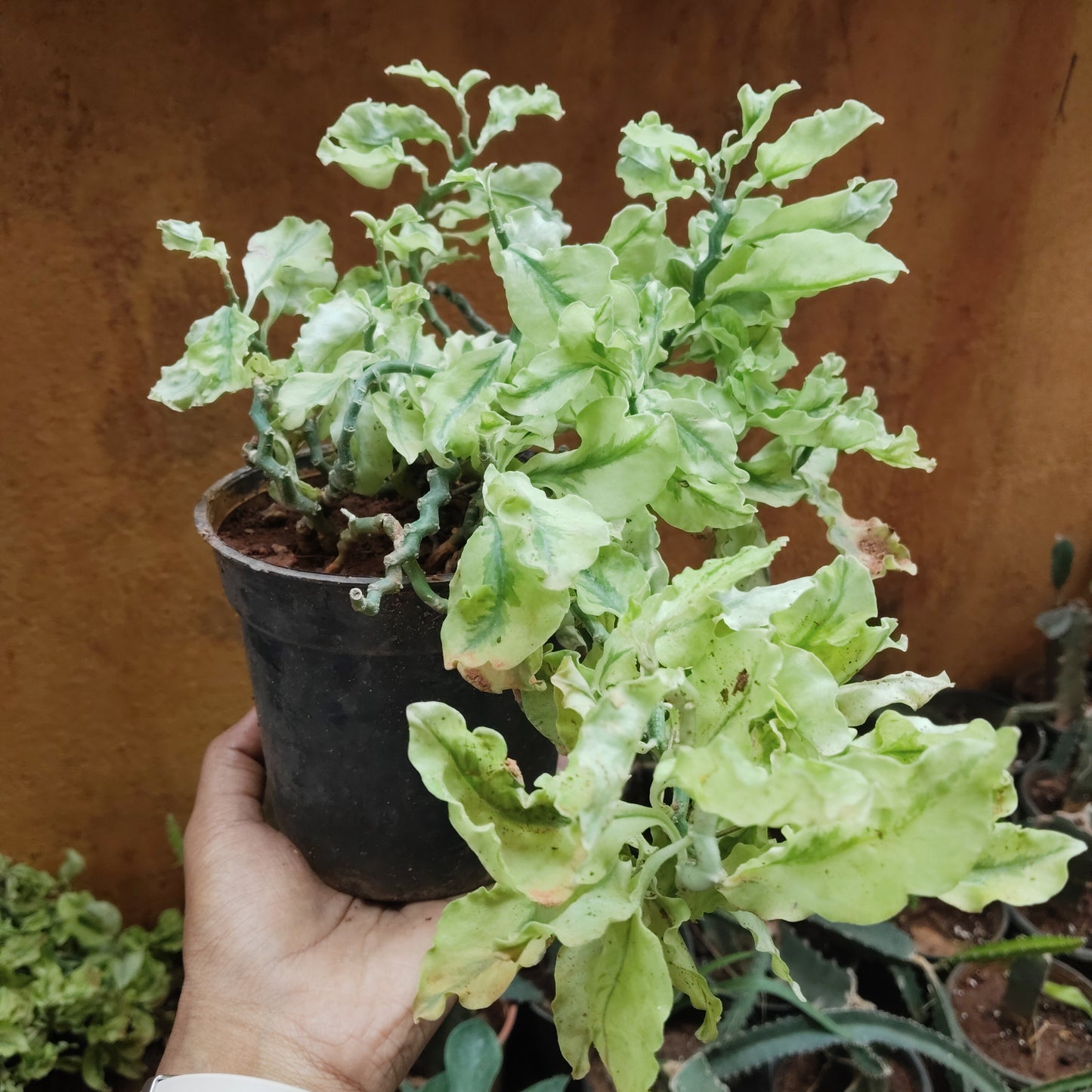 Pedilanthus Varigated