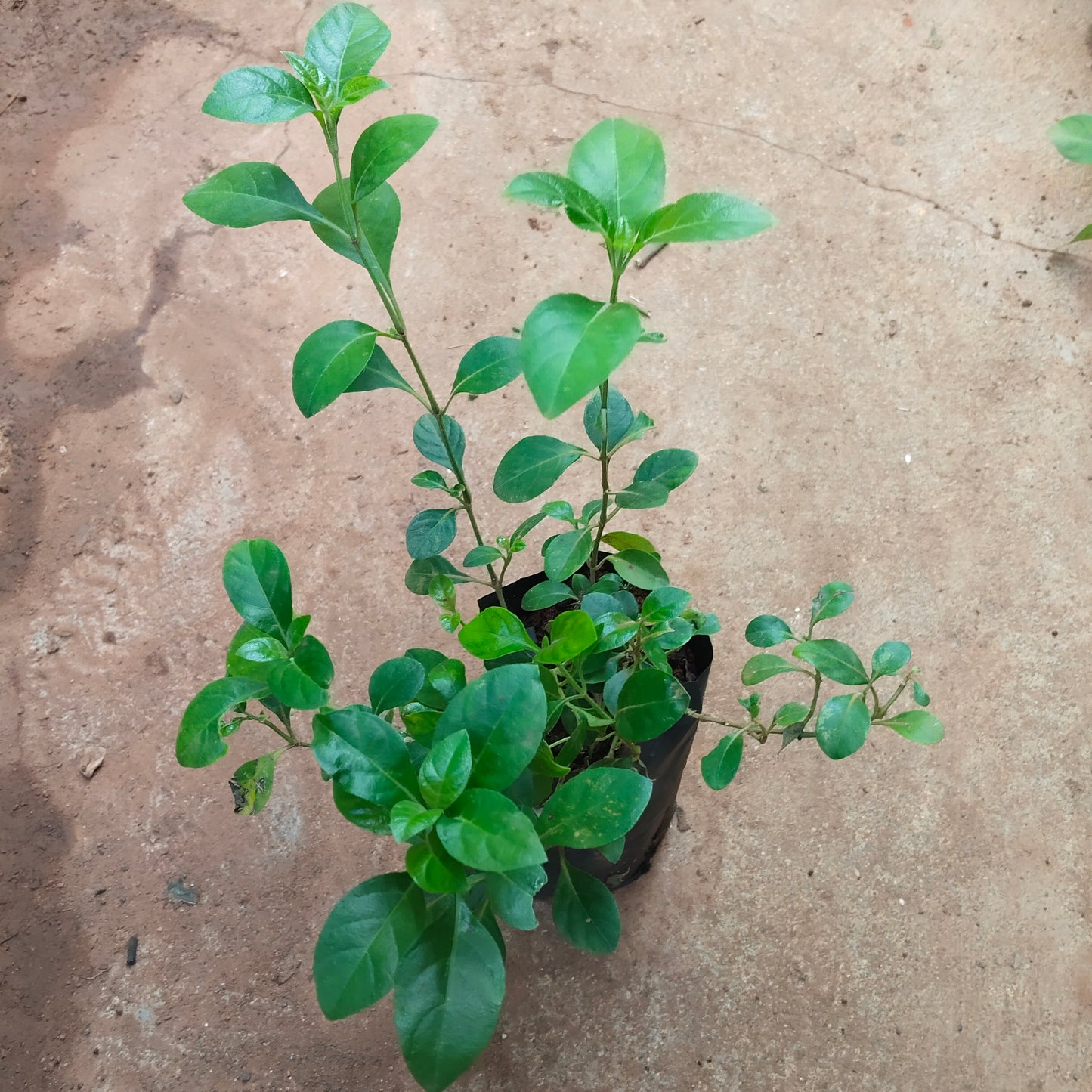 Creeping December Plant/Barleria Red December plant