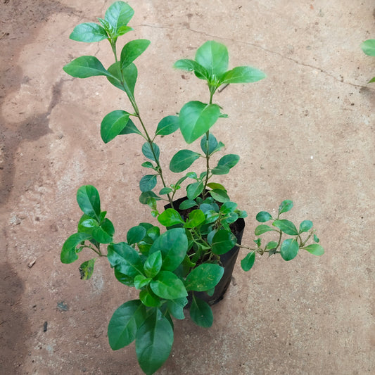 Creeping December Plant/Barleria Red December plant
