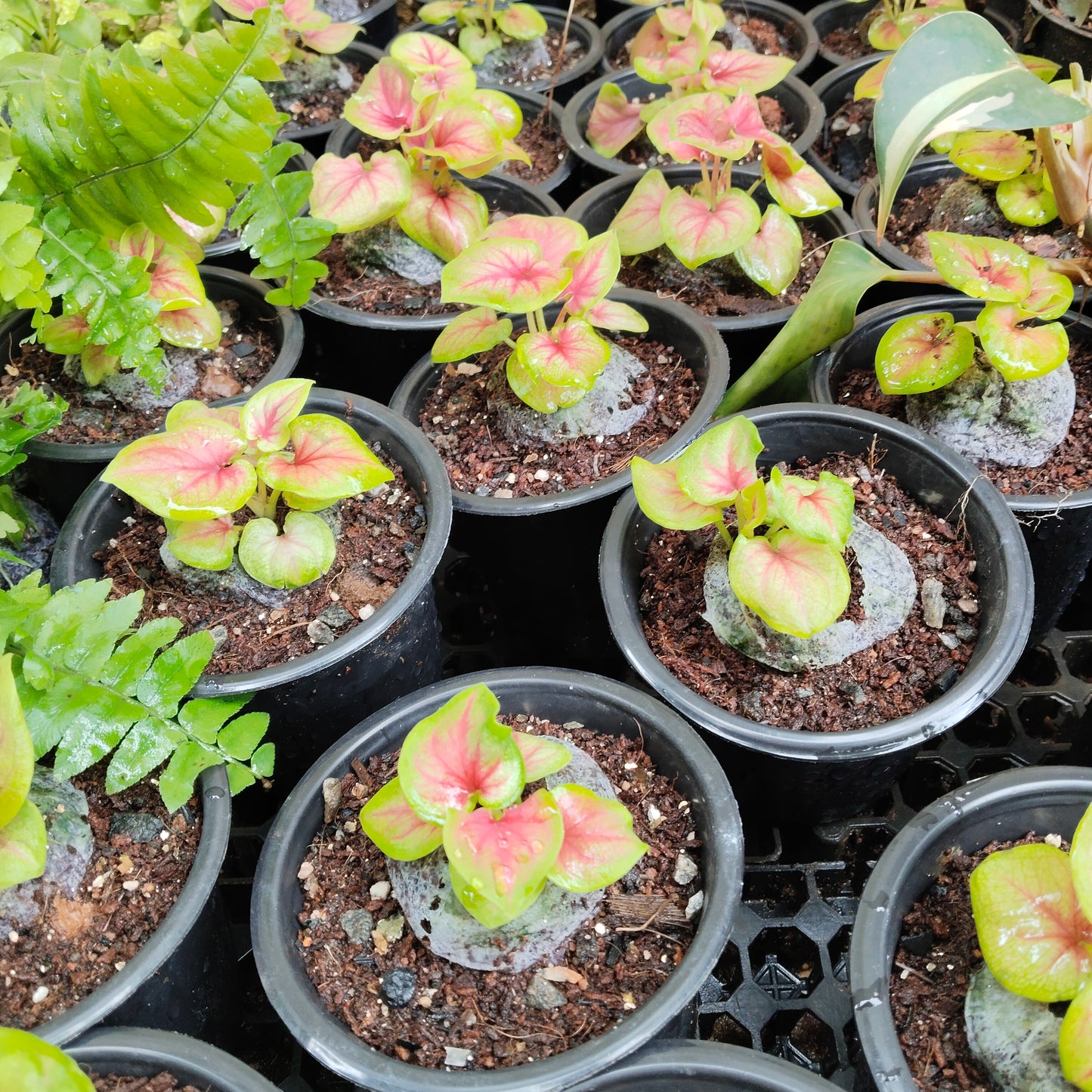 Caladium Bud Bicolour