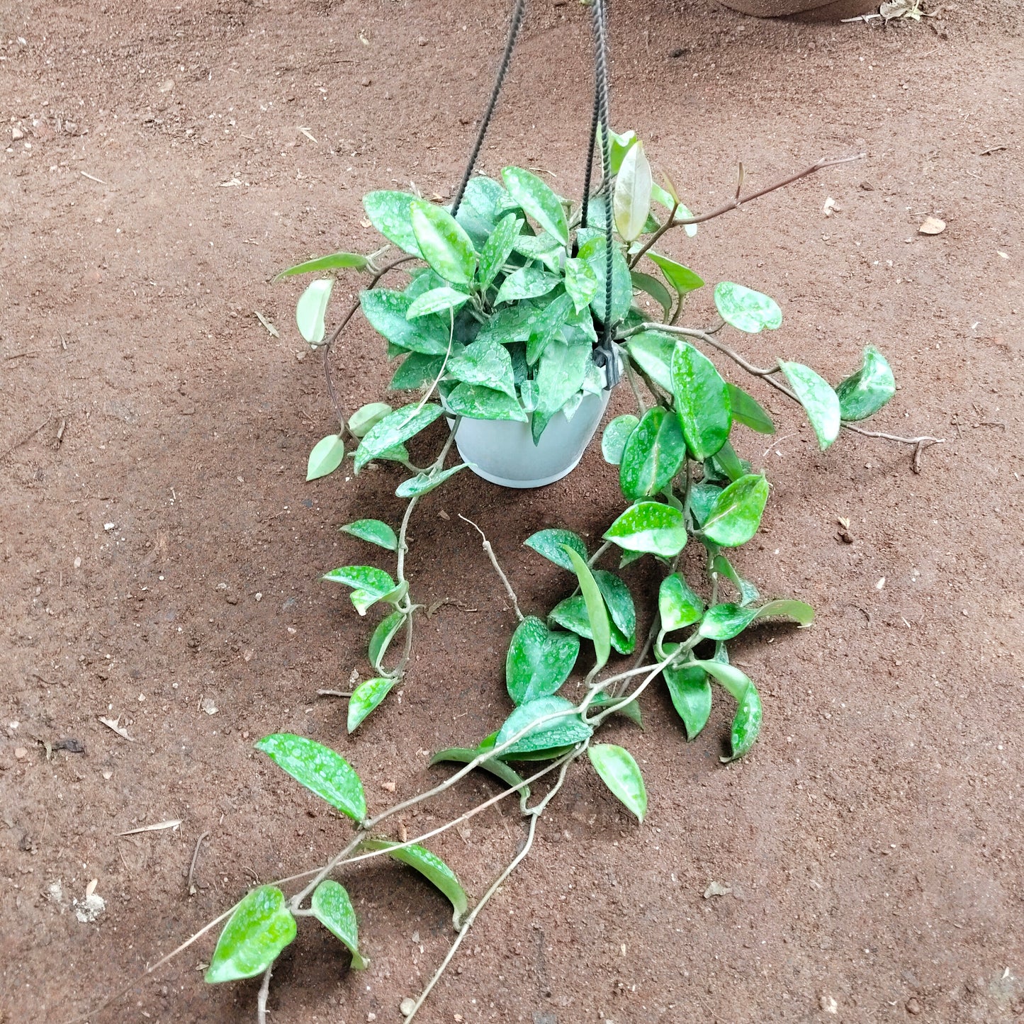 Hoya Green
