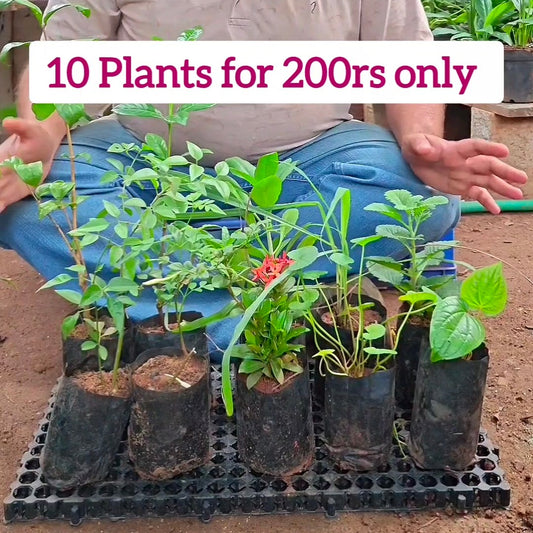 5 Herbal + 5 Flower plants combo