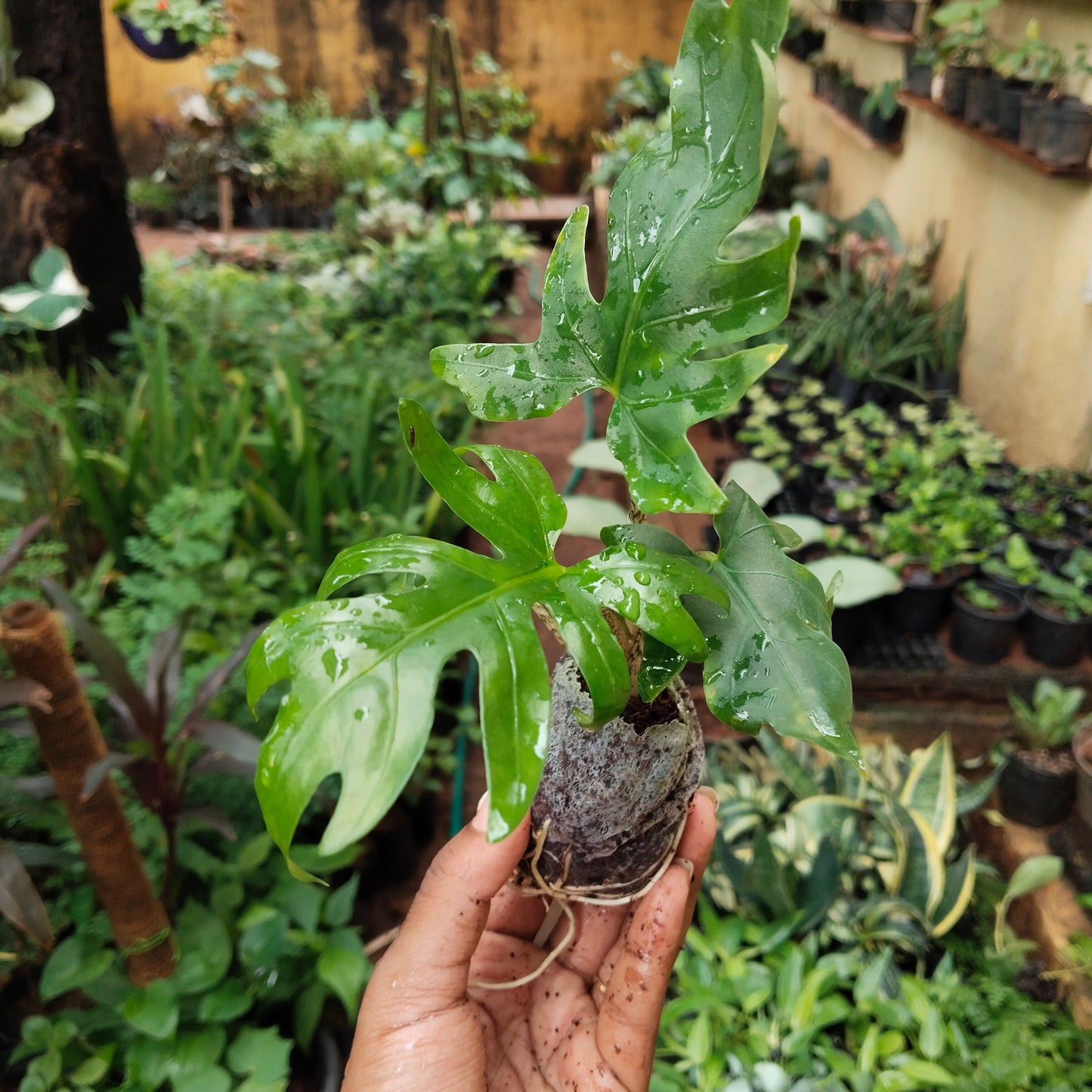 Alocasia Bransifolia