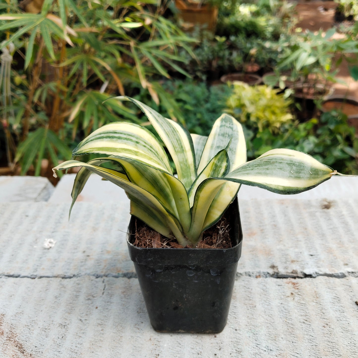Sansevieria trifasciata Snake plant