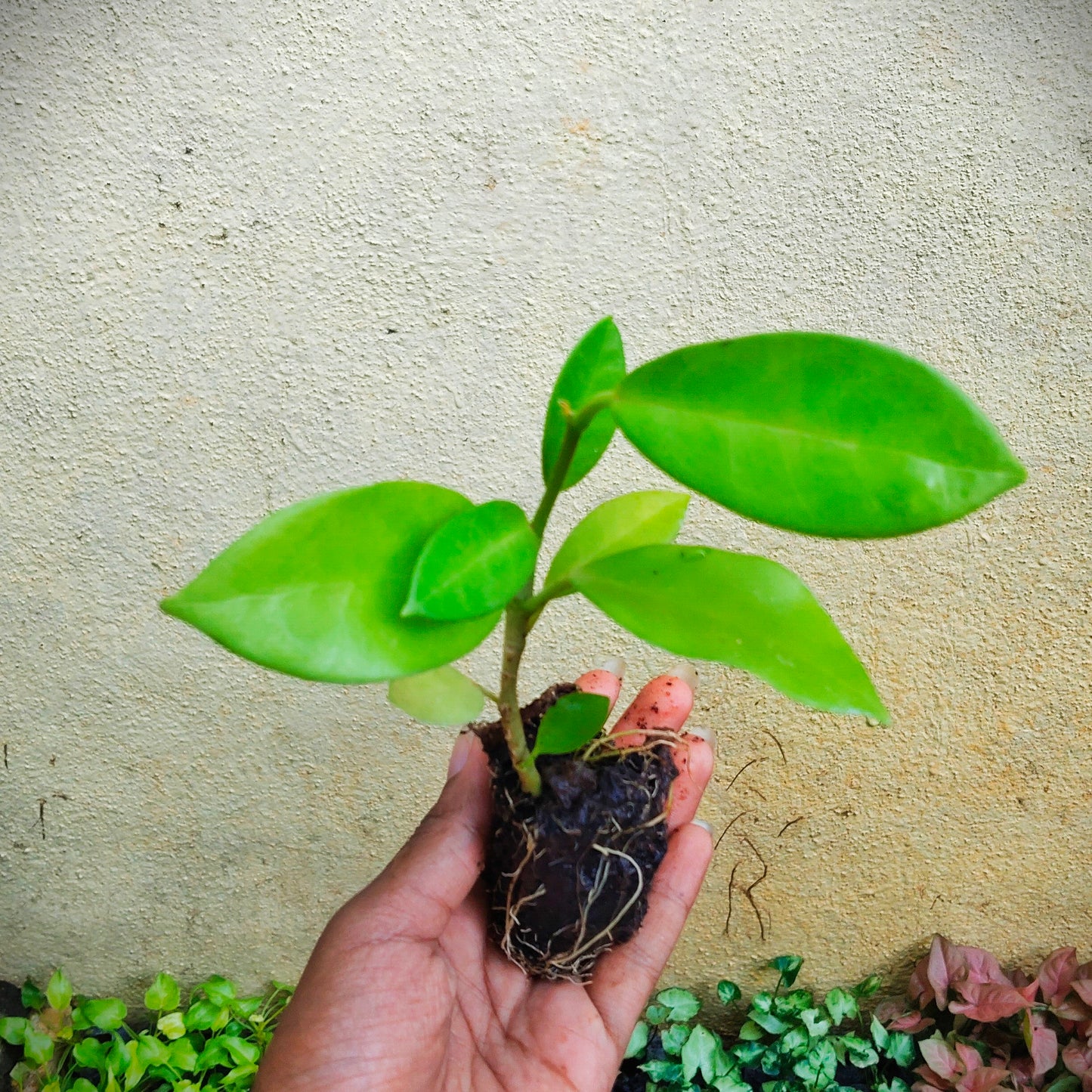 Hoya globulosa Lazy Plant