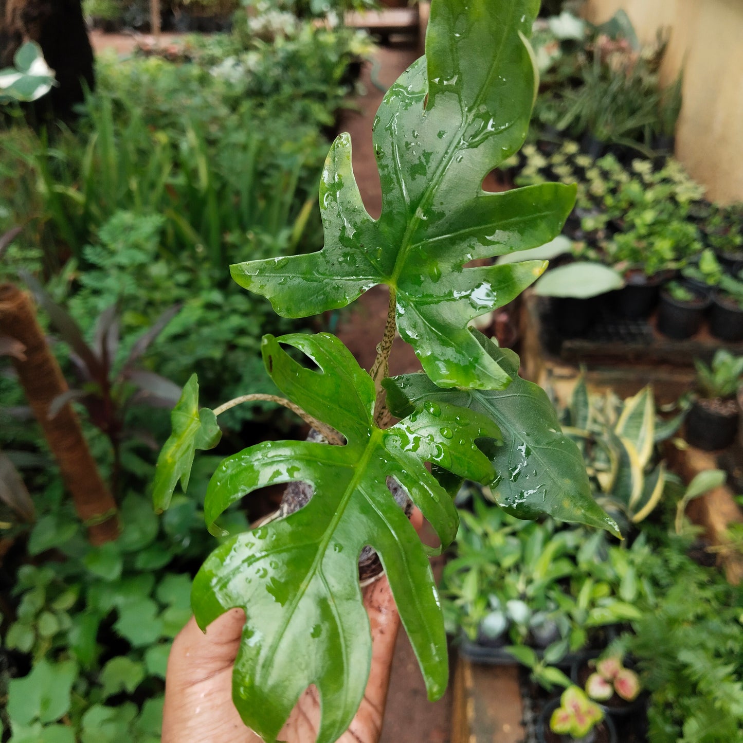 Alocasia Bransifolia