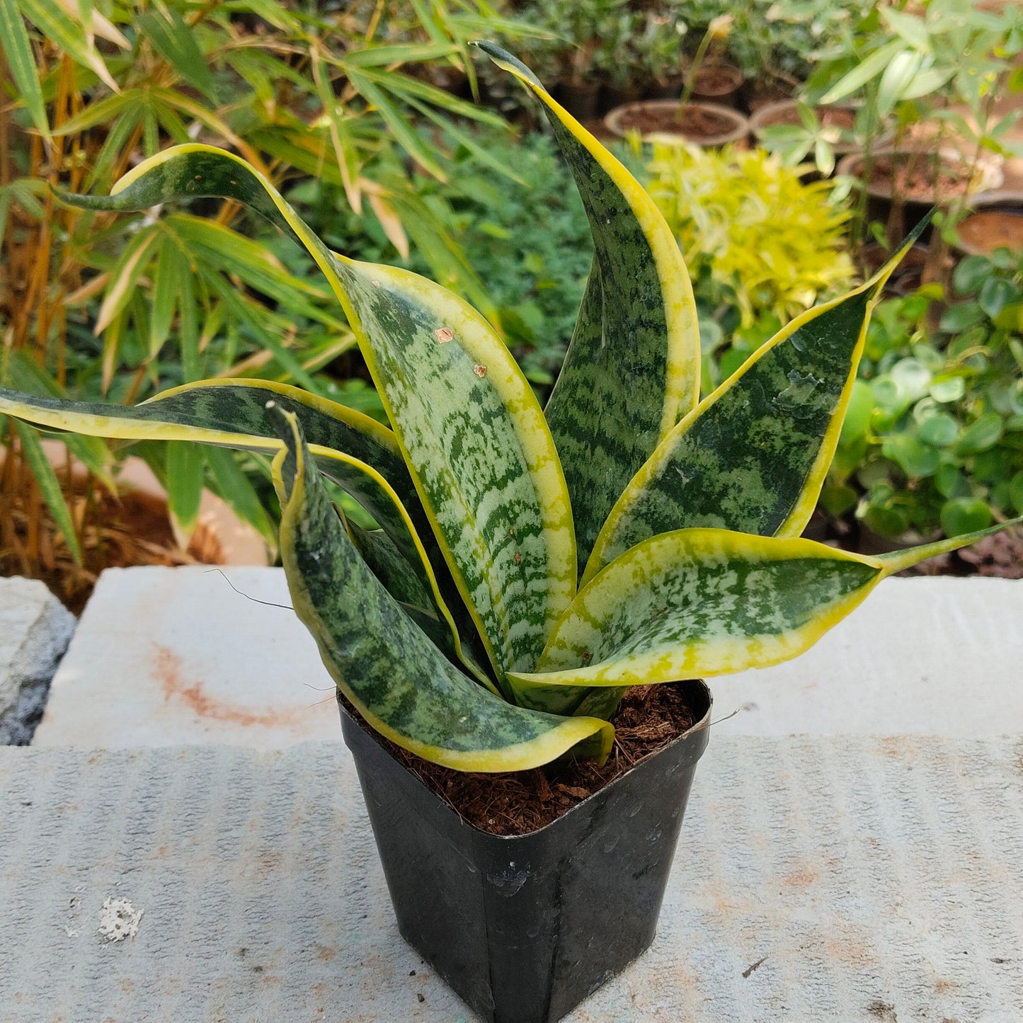 Sansevieria Trifasciata Golden Hahni
