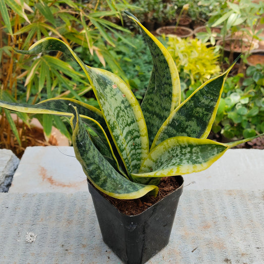 Sansevieria Trifasciata Golden Hahni