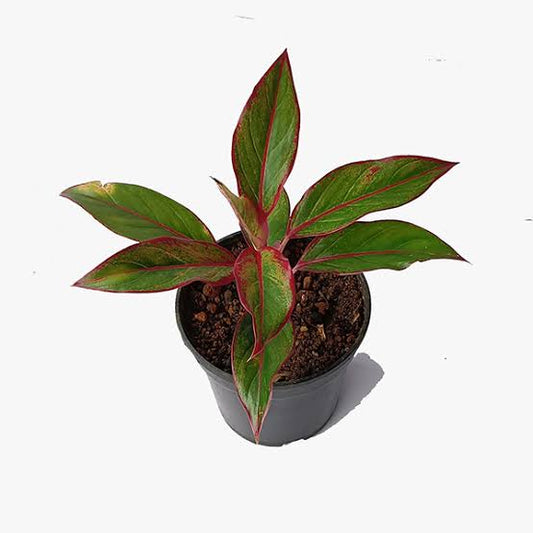 Aglaonema Red Lipstick