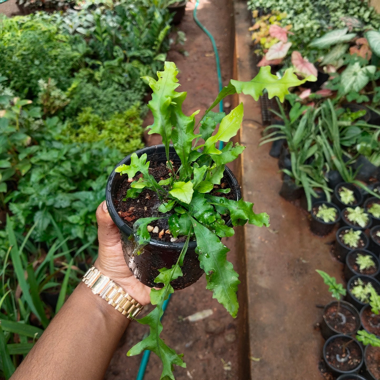 Hawaiian Sunshine Fern