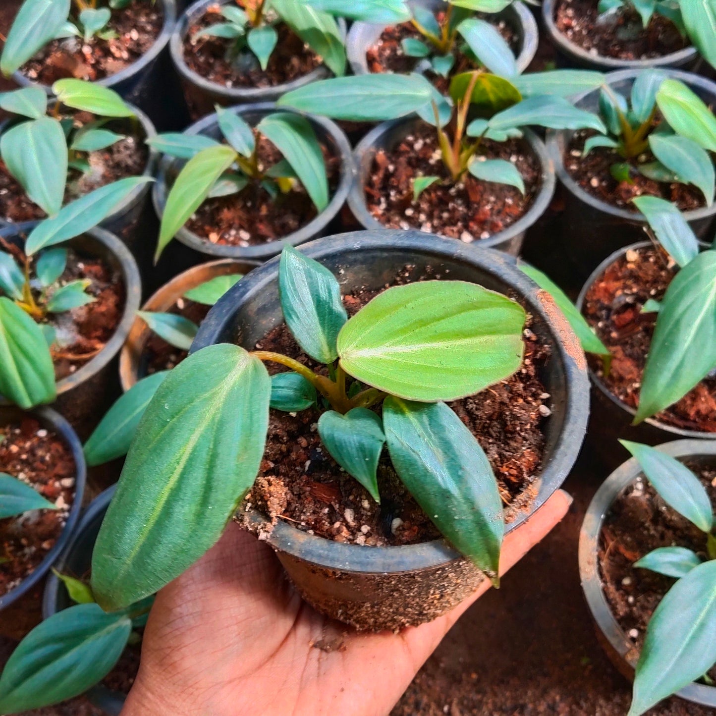 Philodendron Gloriosum