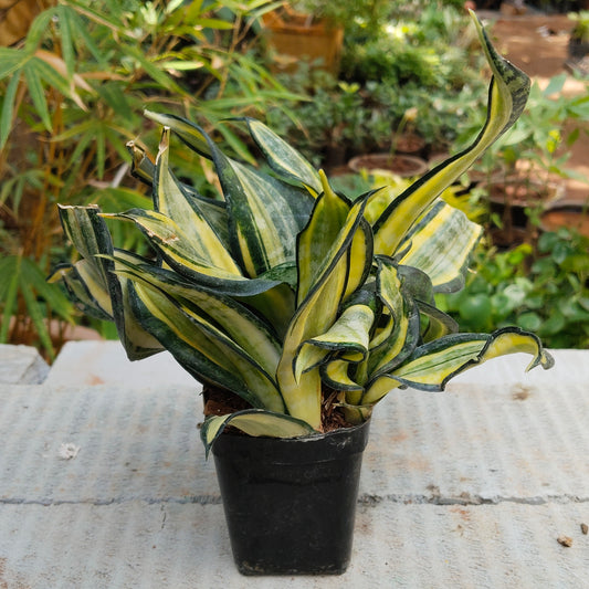 Snake Plant Trifasciata Green Hahni