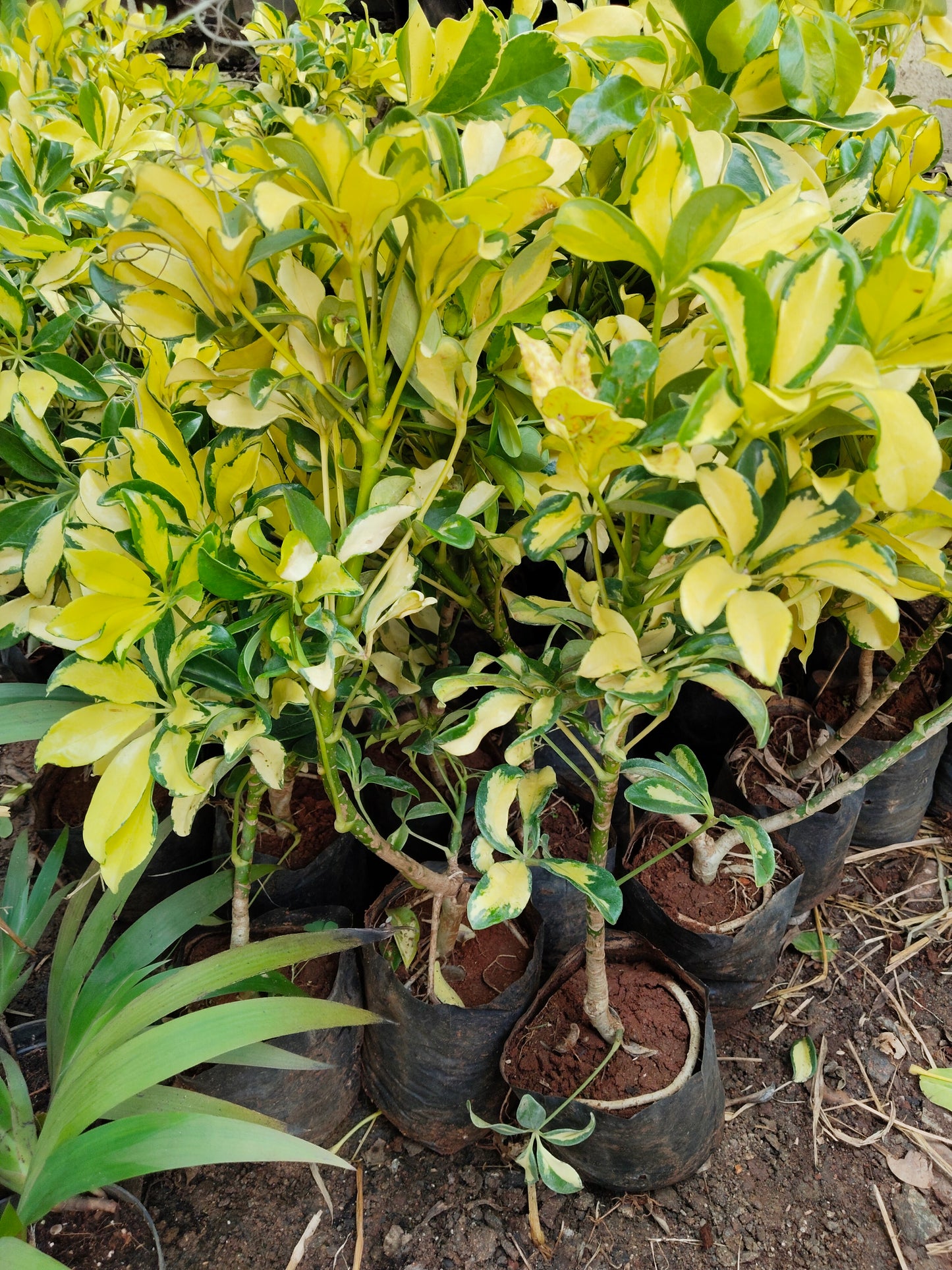 Schefflera variegated